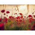 thumbnail image 4 of CALVENDO Puzzle Poppies in The Evening Light | 1000 Pieces Size 25" x 19", 4 of 4