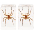 thumbnail image 1 of 2 Pcs Insecte en Résine Araignée Décor Résine Araignée Décor Résine Multifonction Ornement, 1 of 7