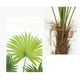 thumbnail image 3 of Plantas verdes simuladas de 160 cm, palmeras en maceta, árboles artificiales, decoraciones y adornos for ventanas de sala de estar interior., 3 of 4