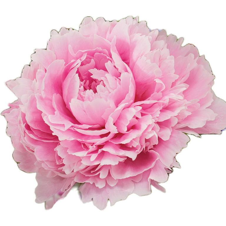 Hot Pink/Silver Sparkle Tissue Paper – Peony Garden Graphics