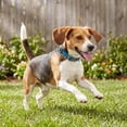 thumbnail image 4 of Vibrant Life Reflective Adjustable Dog Collar, Blue, M, 4 of 9