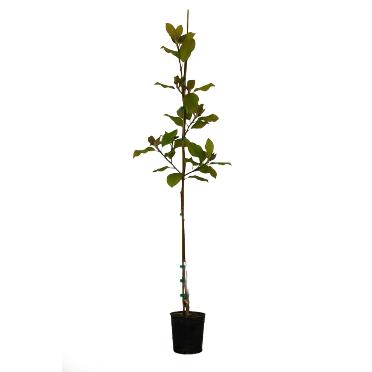 Expert Gardener Elizabeth Magnolia Live Tree, 4-5 ft, 2 gal. Grower Pot