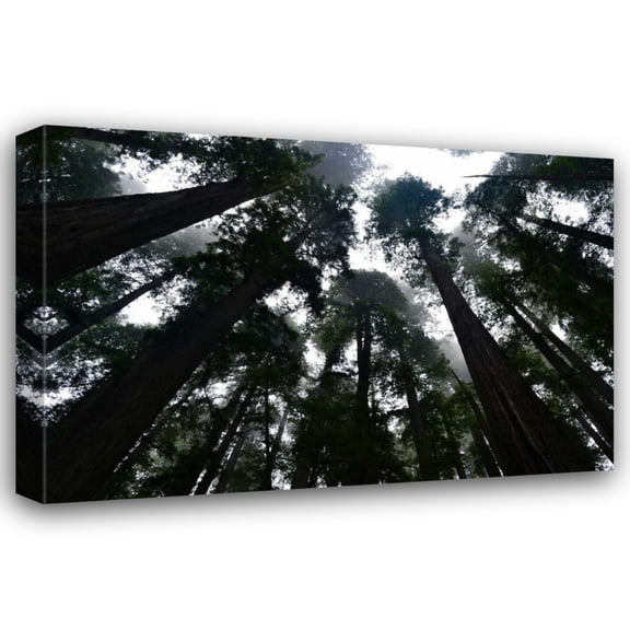 Brian Moore 18x13 Gallery Wrapped Canvas Wall Art Titled - Redwoods I