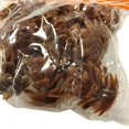 thumbnail image 2 of Ashland Mini Decoration Pine Cones 15-pc, 2 of 4