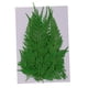 thumbnail image 5 of Paquete de 22 Flores Secas Prensadas Reales, Helechos Negros, Plantas, Hojas, Adornos, Materiales de Bricolaje, Fabricación de Tarjetas, Joyería, Manu, 5 of 5