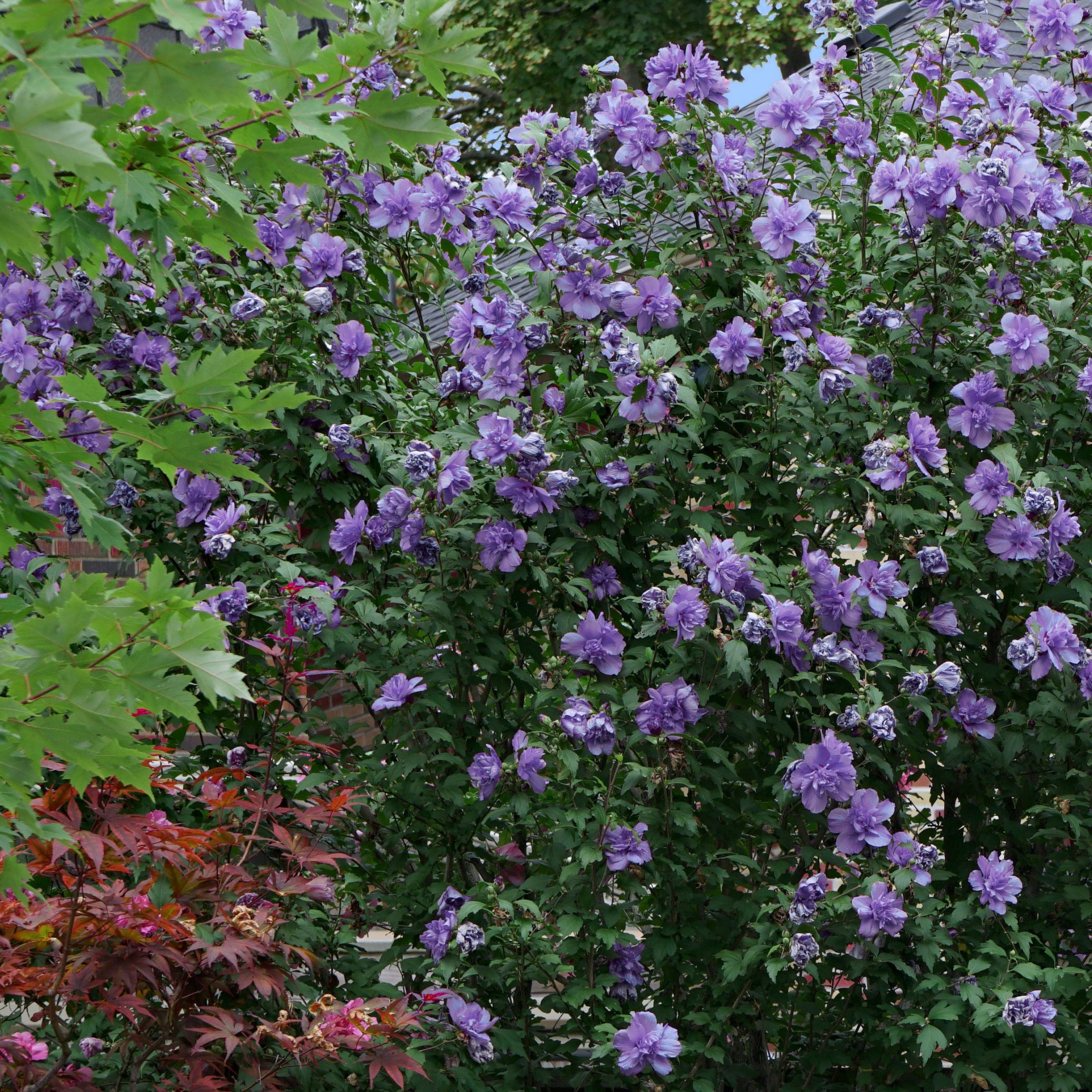 2 gal Live Shrub Hibiscus 'Blueberry Smoothie'