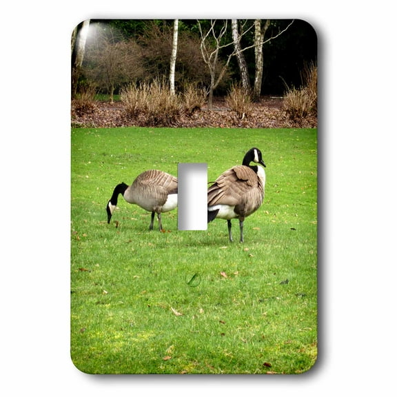 3dRose, Canada Geese Grazing on the Lawn, single toggle switch