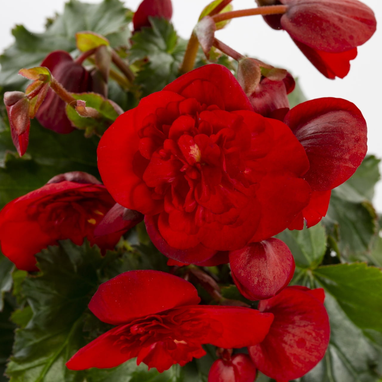 Better Homes & Gardens 1.5PT Red Begonia Live Annual Plant Shade 5-Pack