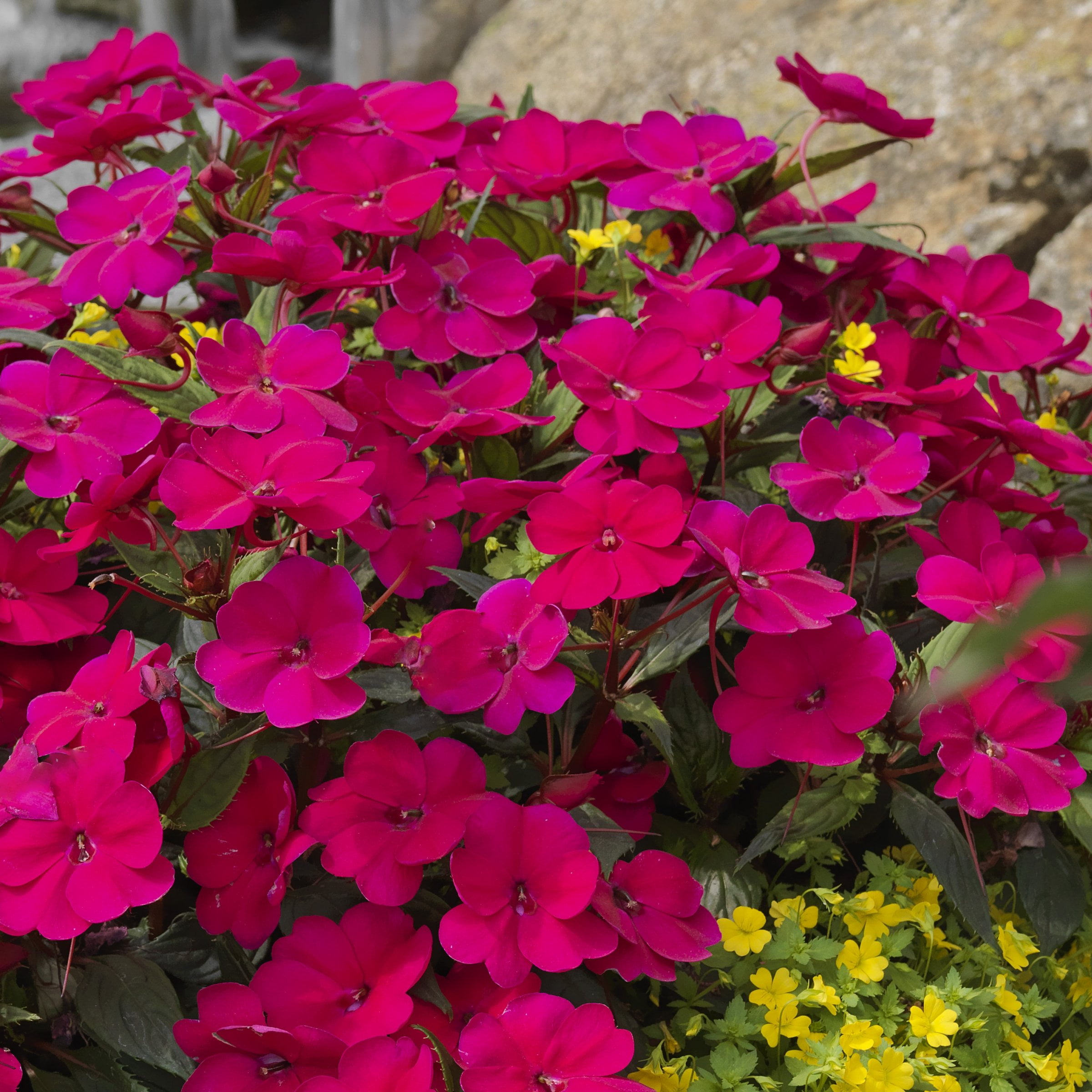2.5 in. Sunpatiens Compact Royal Magenta Improved Live Annual Plant with Magenta Flowers (6-Pack)