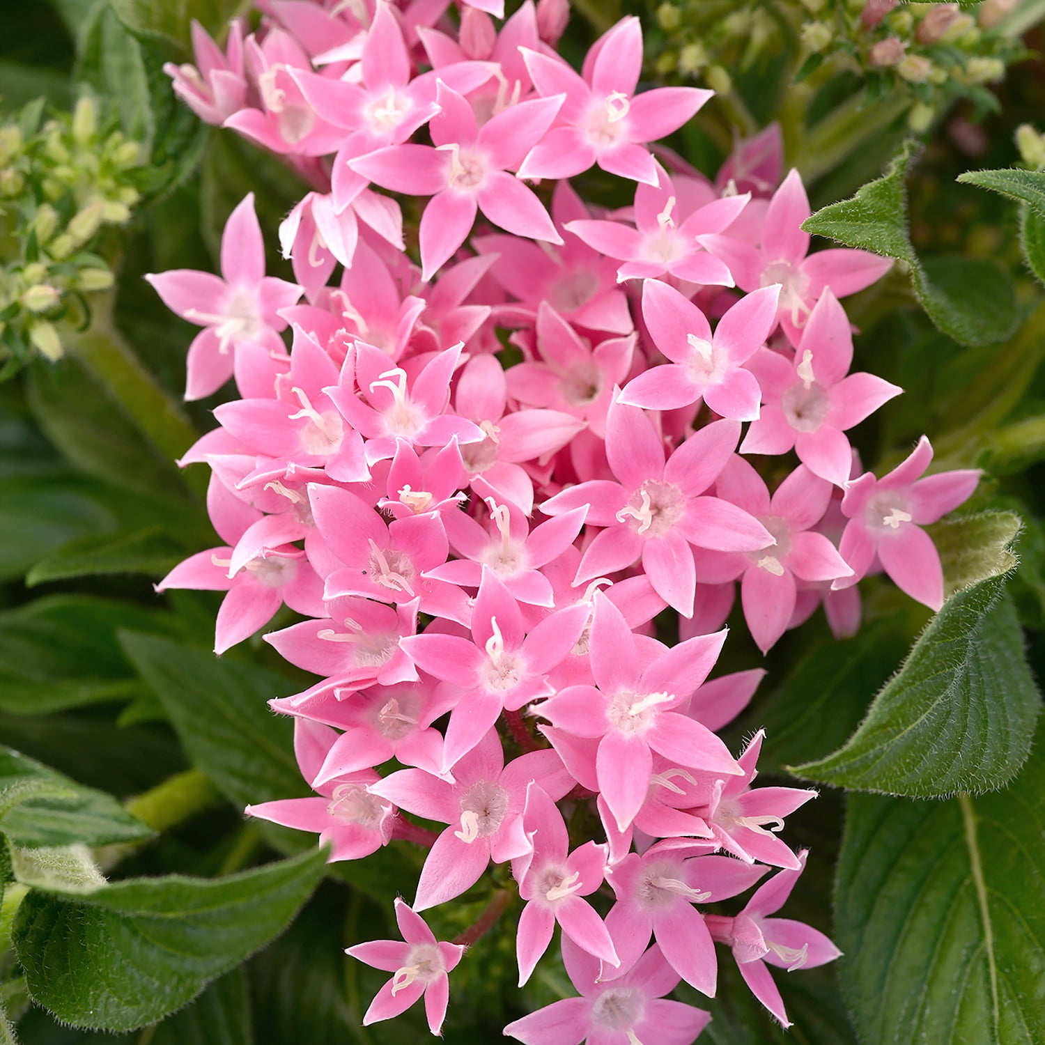 Altman Plants Pink Pentas Plants 4-Pack, 1 Qt. Pots, Full Sun, Outdoor Flowering Plants