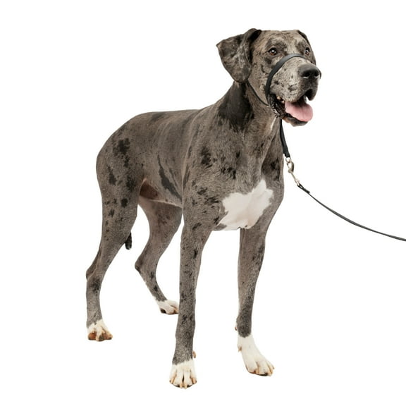 PetSafe Gentle Leader Headcollar, No-Pull Dog Collar, Extra Large 130 Lb., Black