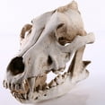thumbnail image 5 of Lifelike Wolf Jackal Skull Resin Head Skeleton Figurine Aquarium, 5 of 9