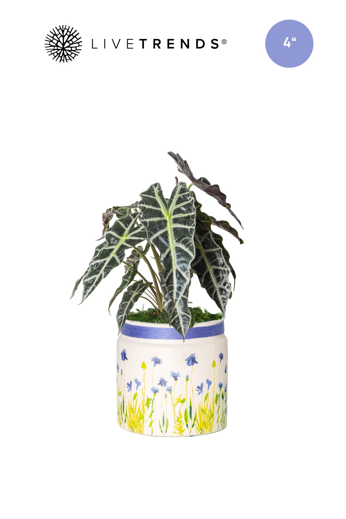 LiveTrends Living Floral Spring Planter in Purple with Live Alocasia Polly 12' African Shield Plant