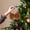 Coffee-CO-clearacne, variant on wycnly Long Haired Bow Ornament Candy Color Polyester Ribbon Tree Hanging Handcrafted Fun Holiday DIY Party Decor Girl Room Accessories Colorful Soft 3.93x5.9in