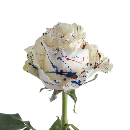 Painted Firework Confetti Roses – Farm Direct Fresh Cut Flowers – 125 Stems – by Bloomingmore Painted Firework Confetti Roses – Farm Direct Fresh Cut Flowers – 125 Stems – by Bloomingmore