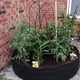 thumbnail image 4 of Cama de jardín elevada Apuakthei Maius, bolsas de cultivo de 15/50/100 galones, tela de fieltro, contenedor de plantación transpirable, bolsa de cultivo para plantas, flores y verduras, 4 of 7