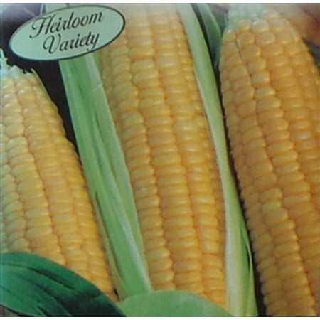Sweet Corn Kandy Korn Seed Heirloom - 1 Packet (Best Sweet Corn Seed)