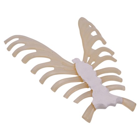 1:1 Human Skeleton Anatomical Model Human Skeleton Model Human Sternum Model Teaching Aid for Science Education