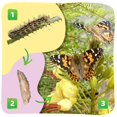 thumbnail image 2 of Insect Lore 2 vasos de orugas con alimento, 10 piezas, 2 of 6