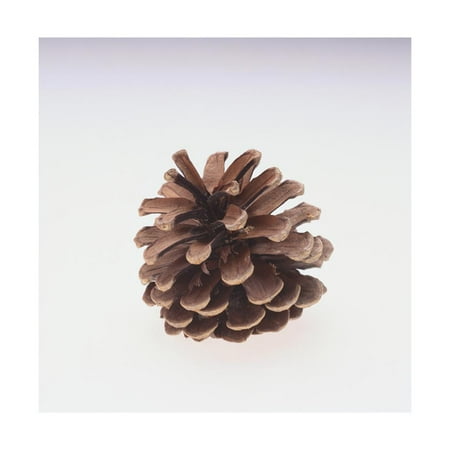 Pinecone Art Projects - Pinecone Print Wall Art By DLILLC