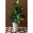 thumbnail image 3 of Nearly Natural 3ft. Zebra Artificial Plant in Pot, 3 of 8