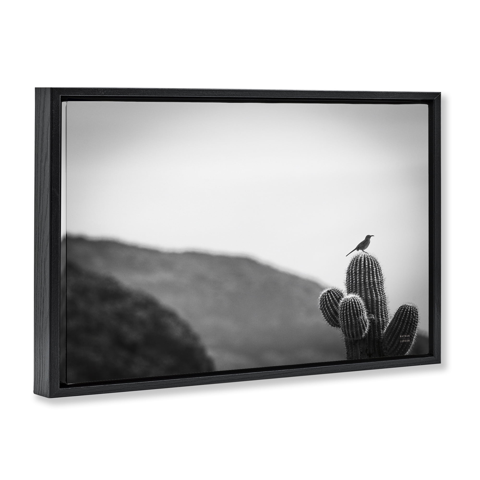 Stupell Industries On Guard Bird & Cactus Landscape & Nature Photography Black Floater Framed Canvas Art Print Wall Art, 31 x 21