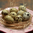 thumbnail image 2 of Empty Quail Eggs for Crafting Eggs have been hollowed out. Count of 10, 2 of 7