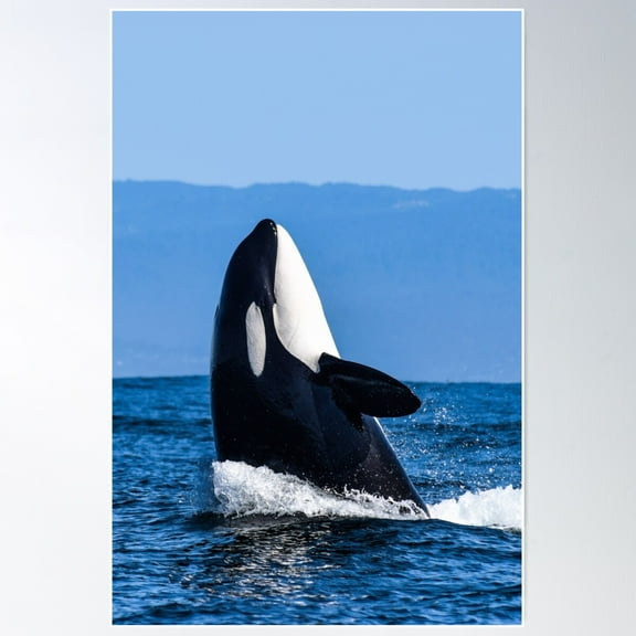 Killer Whale Spyhop Poster Wall Art, Modern Wall Decor For Living Room Bedroom, 12x18 UNFRAMED