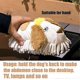 thumbnail image 3 of Desk Cleaning Brush - Soft Plush Dog Shaped Dog Shape,Cute Plush Toy Doll Cleaning Brush for Desks, 3 of 5