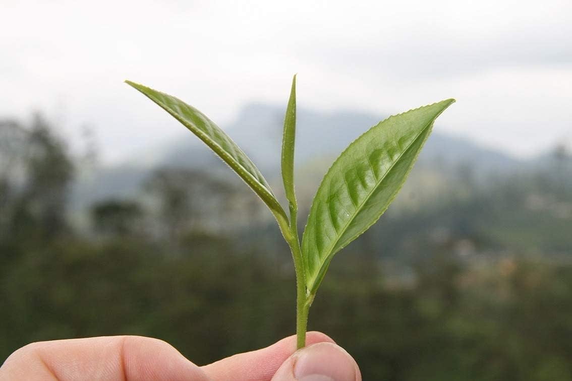 Camellia Sinensis - 4 Inch Container - Large & Beautiful Live Tea Plant - Brew Your Own Black, White, Green & Oolong Tea