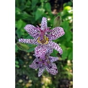 Dark Beauty Toad Lily - Tricyrtis formosana - Shade - 2.5" Pot