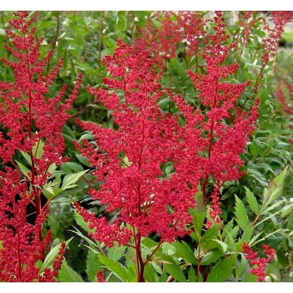 Red Sentinel Astilbe - 1 Gallon Shade Perennial
