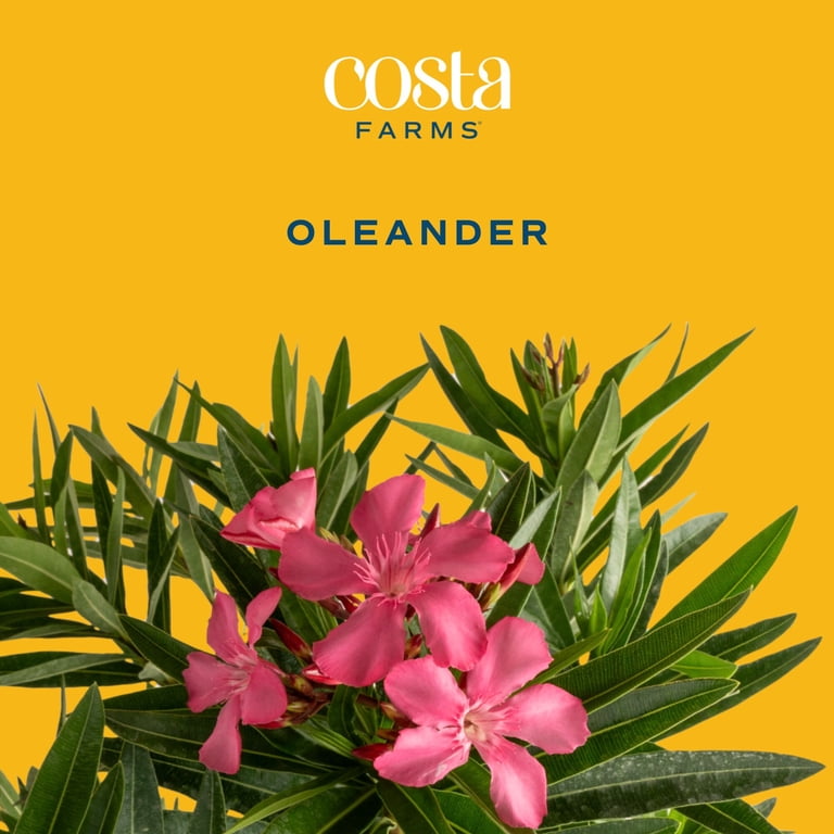 Island Blooms Blooming Tropical Plants, Assorted Colors, Live