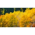 thumbnail image 2 of Bishop, Russ 32x20 Black Ornate Wood Framed with Double Matting Museum Art Print Titled - Quaking aspen in full autumn color along Bishop Creek-Inyo National Forest-California-USA, 2 of 4
