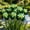 B, variant on Rare iris for Gardens-Large Showy Blossoms-Low Maintenance-Ideal for Borders, Plant Pots & Planters