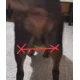 thumbnail image 4 of Arnés Perros Con Displasia Fracturas O Seniles Una Pieza., 4 of 7
