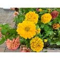 thumbnail image 4 of 250 Yellow CANARY BIRD ZINNIA Elegans Flower Seeds, 4 of 8