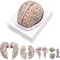 thumbnail image 1 of Cerebro humano, modelo anatómico de cerebro humano de tamaño natural con base de exhibición, para estudio en el aula de ciencias y Te-yujia, 1 of 4