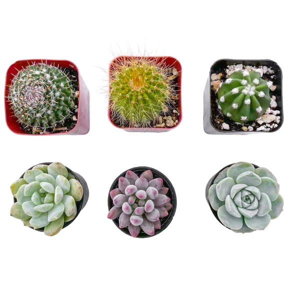 Assorted Cactus Plants Live Succulents (6 Pack),Mini plant Easy Care Indoor or Outdoor Gardening, Party ,Terrariums, Favors（2inch pot)）