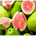 thumbnail image 2 of Hawaiian Tropical Guava Fruit Plant Seeds 1 Pack ( 20 Seeds Per Pack) Full Sun, 2 of 6