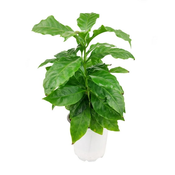 Coffee Plant - Coffea Arabica (4" Plastic Pot) - Easy to Care Houseplant for Beginners - Houseplant for Home and Office Decoration