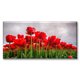 thumbnail image 1 of Cuadro Canva listo para Colgar Pixtreats Campo de Tulipanes Rojos 30X60 cm, 1 of 4
