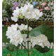 thumbnail image 3 of Soporte de pared para manguera de jardín | Almacenamiento seguro de mangueras | Uso en exteriores | Herramientas de jardinería y riego, 3 of 3