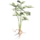 thumbnail image 2 of Planta artificial Monstera resistente al desgaste para el hogar, decorativa, de imitación, para el hogar, 2 of 8