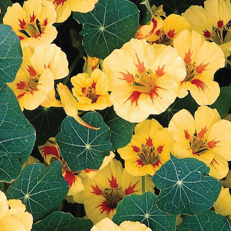 Ferry-Morse 1.9G Nasturtium Peach Melba Annual Flower Seeds, Full