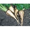 thumbnail image 5 of Sugar Beet Seeds for Planting - 100+ Non-GMO Heirloom Seeds, Beta vulgaris, Perfect for Home Gardens & Gifts, 5 of 7