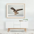 thumbnail image 3 of The falcon - Photography Bird Wildlife Animal Nature Unframed Wall Art Print 6 x 8 inches, 3 of 4
