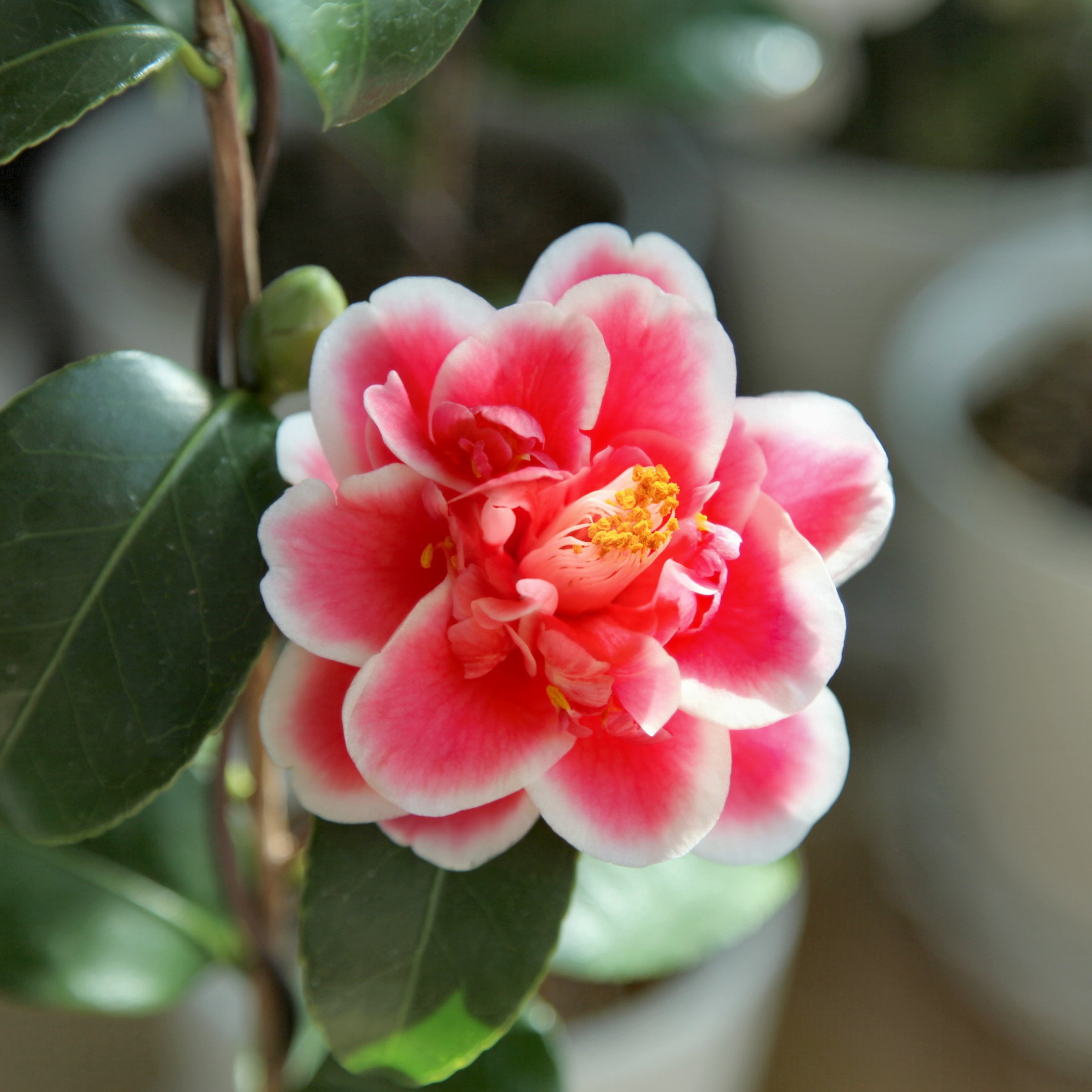 National Plant Network 3 gal. Camellia Japonica Sadaharu Oh Shrub