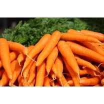 SEEDS = =Tendersweet Carrot 500 Seeds heirloom Coreless vegetable from Serendipity Seeds