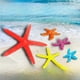 thumbnail image 1 of Simulación de estrellas de mar, acuario de coral, paisajismo, observación de agua, césped, estrellas de mar, pareja, pez y camarón, paquete pequeño, micropaisaje, 1 of 1